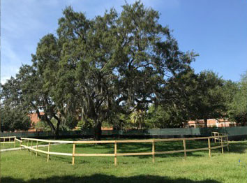UCF Tree Mitigation
