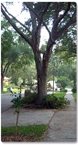 Photo of tree in easement