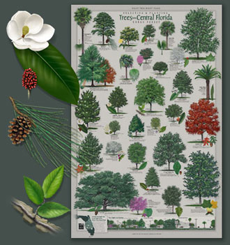 tree plantation posters