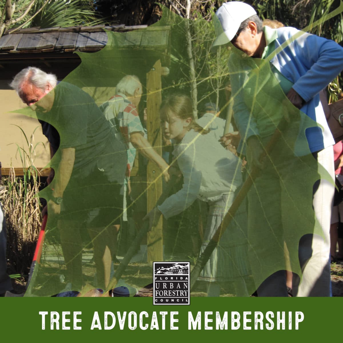 Tree Advocate/Individual Membership