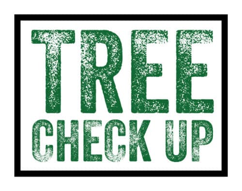 Tree Check Up