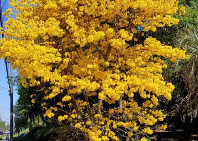 Full view of a Golden Trumpet Tree
