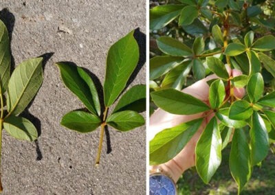 Golden Trumpet Tree leaves
