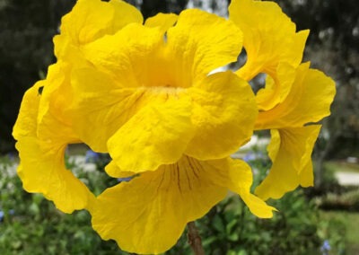 Golden Trumpet Tree