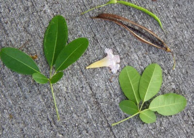 Pink Trumpet Tree leaves