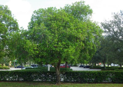 Pink Trumpet Tree full view
