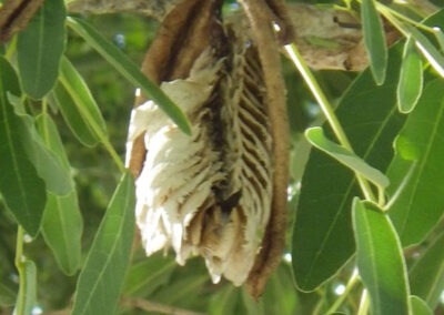 Silver Trumpet Tree
