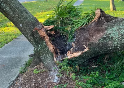 Tree Failure - risk assessment - prevention