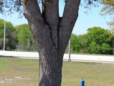 Tree with 3 stems