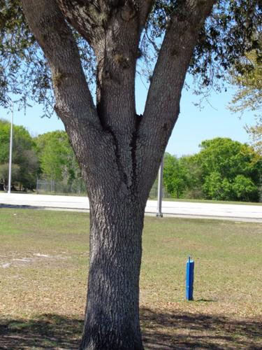 Stump the Forester: What Are Codominant Stems?