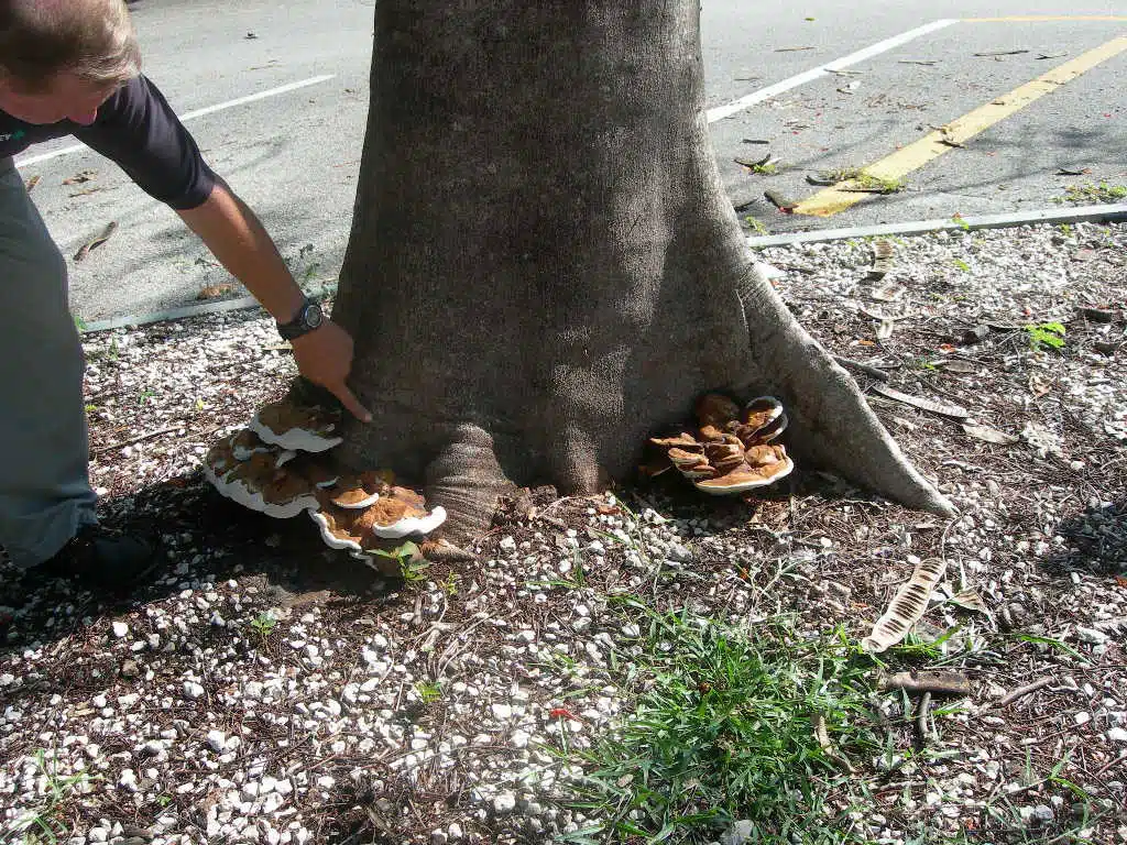 Urban Tree Risk Assessment: Principles and Practices