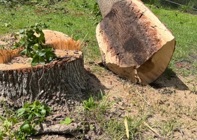 Included bark of felled tree
