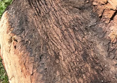 Bark of a tree showing risk