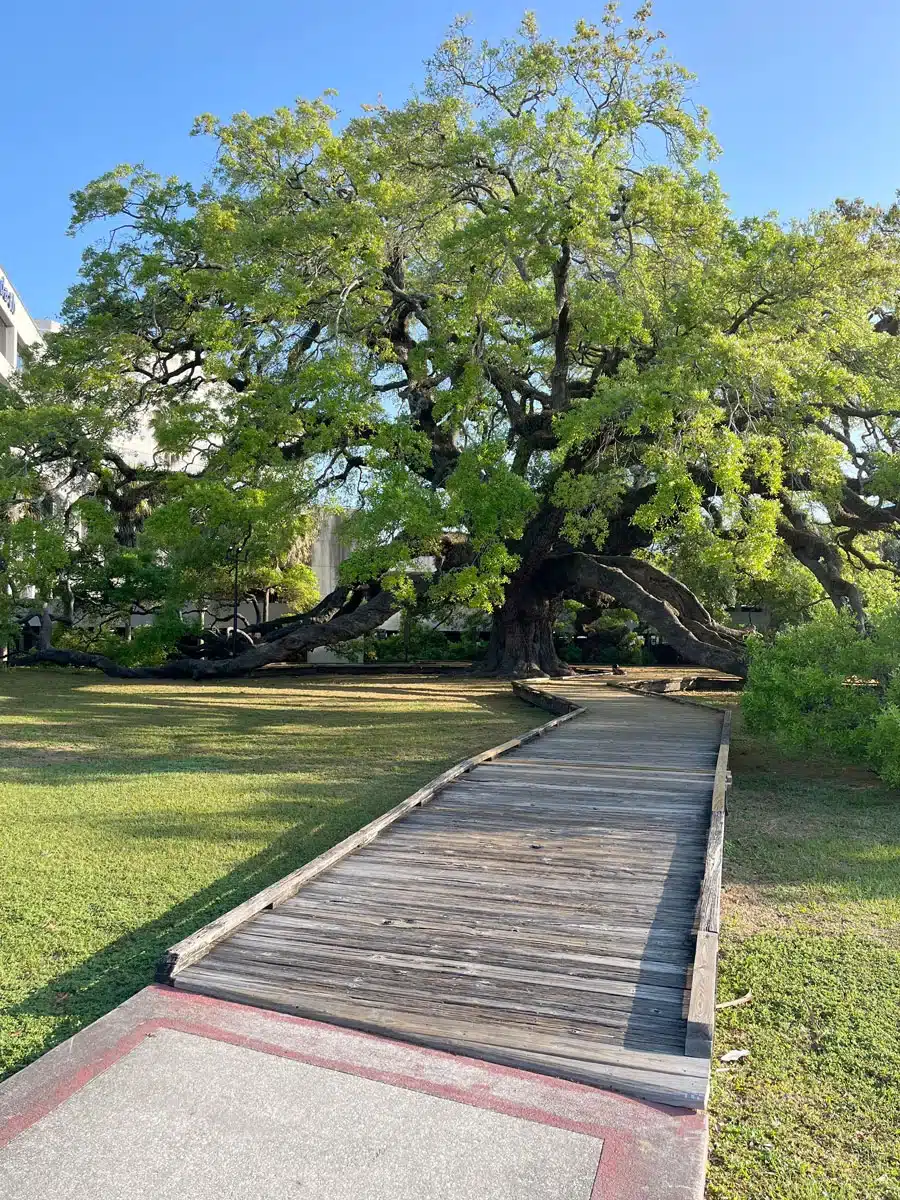Tree of the Quarter: The Treaty Oak in Jacksonville, Florida