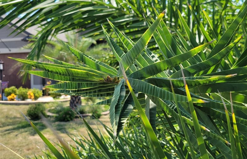 Boron deficient palm tree