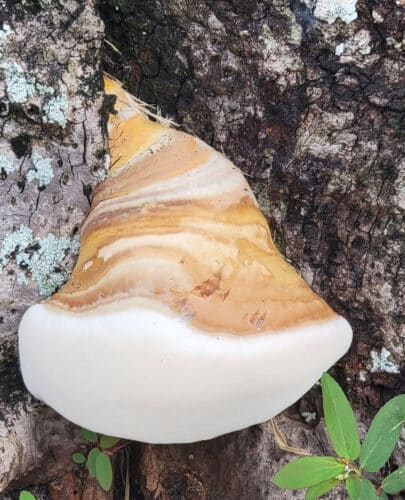 Ganoderma fungus at the base of a palm tree