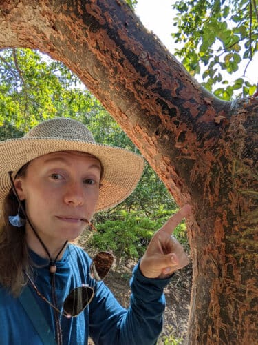 Gumbo Limbo tree bark with author, Alyssa Vinson – Urban Forestry Extension Agent, UF/IFAS Hillsborough County; ISA certified arborist; and FL-ISA Board member.