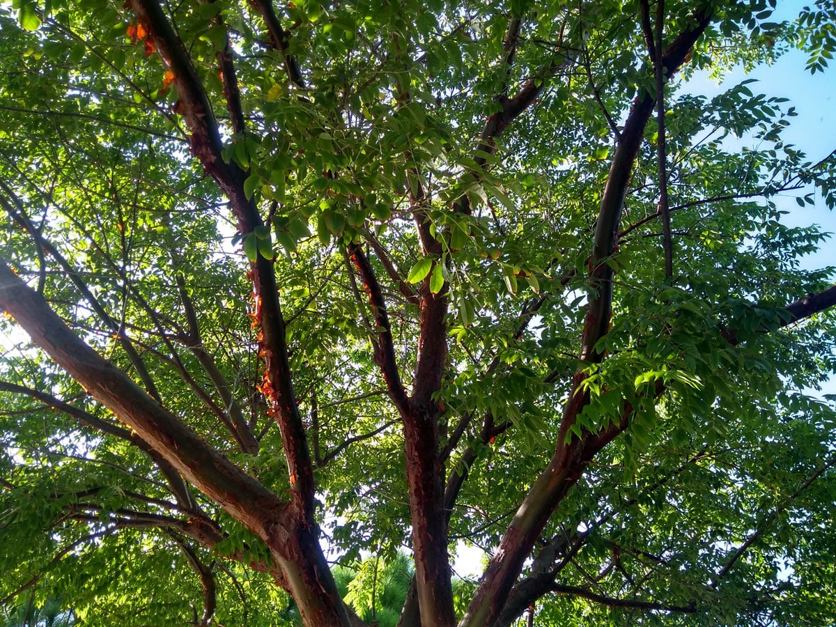 Tree of the Quarter: Gumbo Limbo (Bursera simaruba)