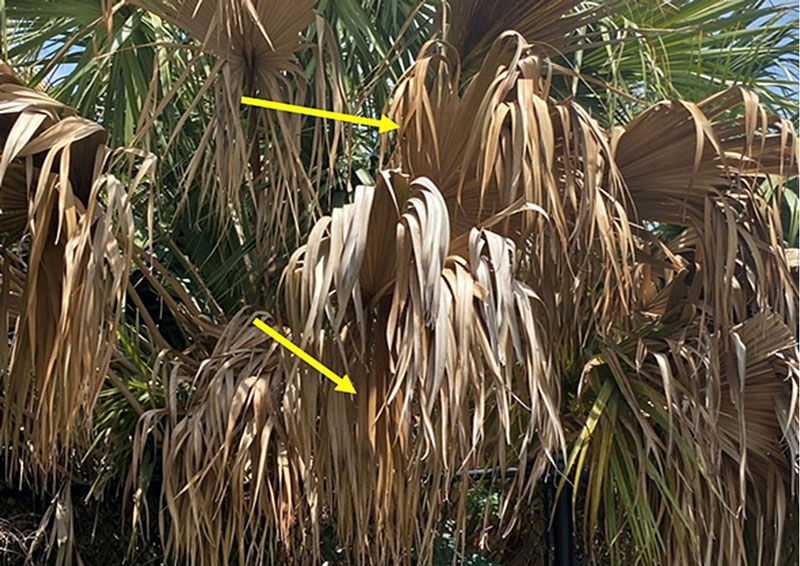Example of Lethal Bronzing palm fronds