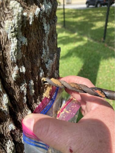 Collecting a sample from a palm tree for testing