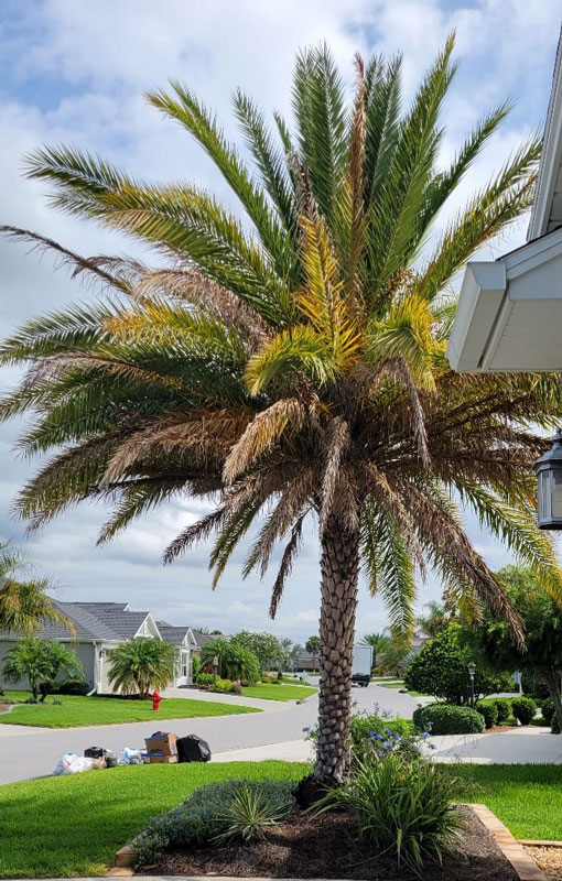 Stump the Forester: My Palm leaves are turning brown, does it have a disease, or a nutrient deficiency?