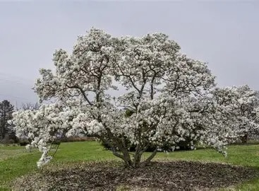 Star Magnolia tree