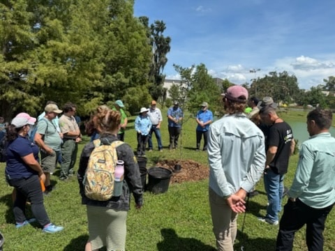Tree planting in municipal setting.