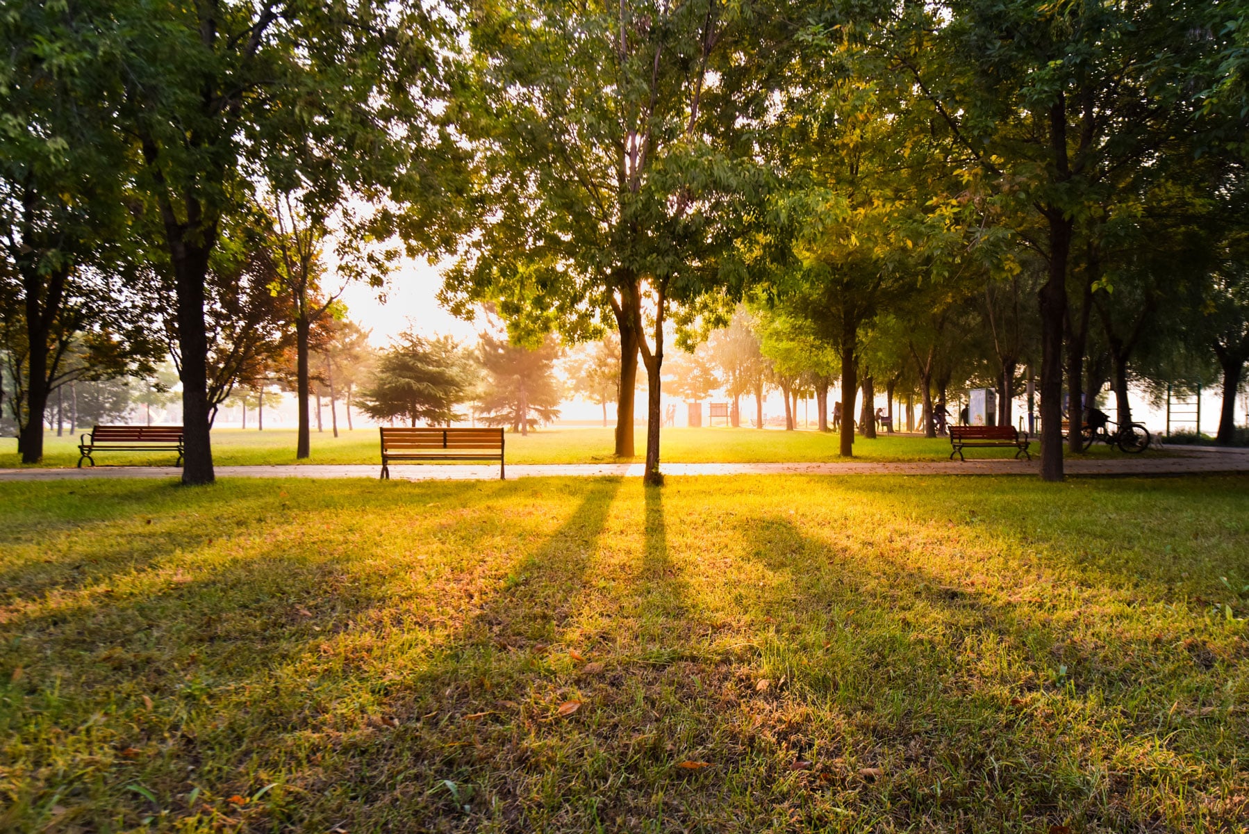 City park with trees  and park benches filtered by sunshine