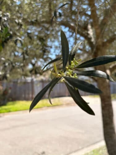 Olive tree leaf