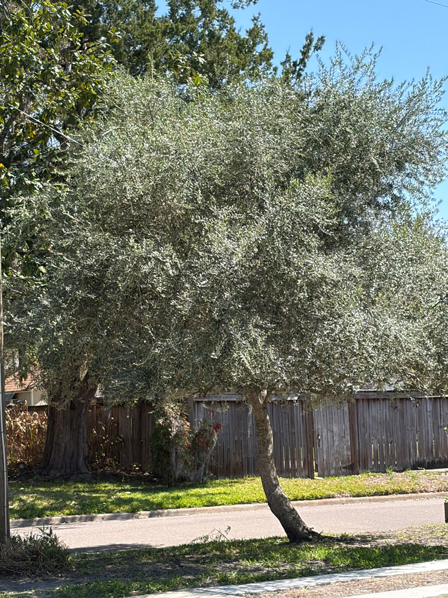 Tree of the Quarter: Olive Tree (Olea sp) (Olea europaea)
