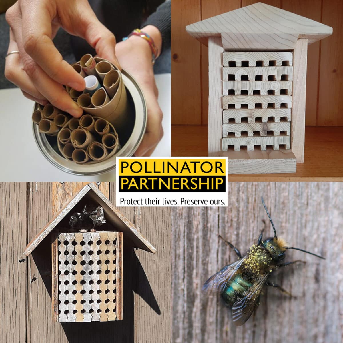 Bee House images for Pollinator Week