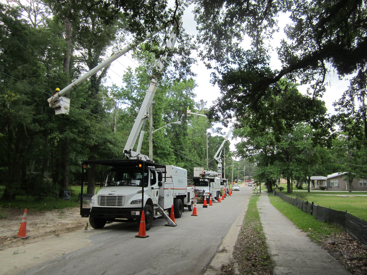 Tree utility - street tree maintenance