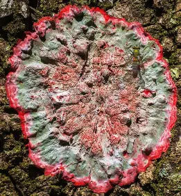 Circular Christmas lichen on tree