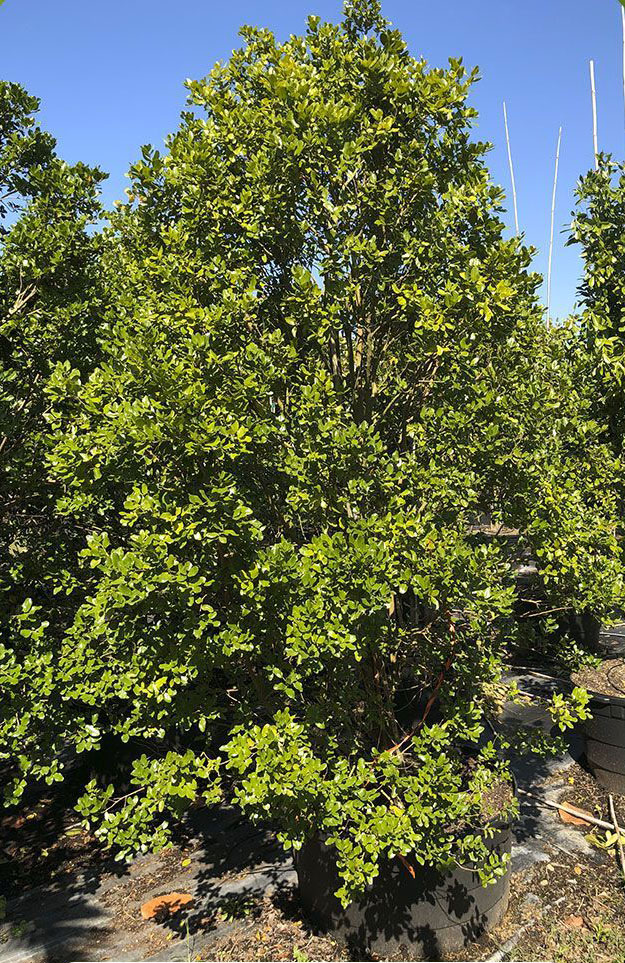 Tree of the Quarter: Ironwood  (Krugiodendron ferreum)
