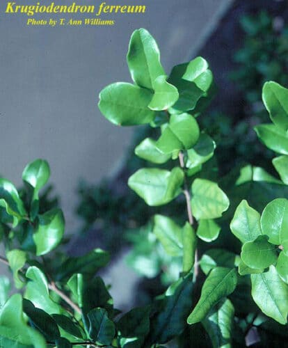 Ironwood Leaves