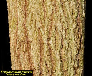 Ironwood Bark