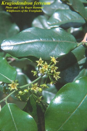 Ironwood Flowers