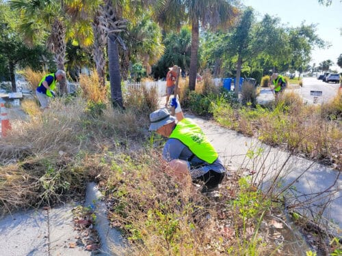 Tree advocate working in plant bed around urban trees.