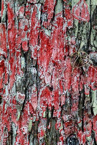 Closeup photo of Christmas lichen